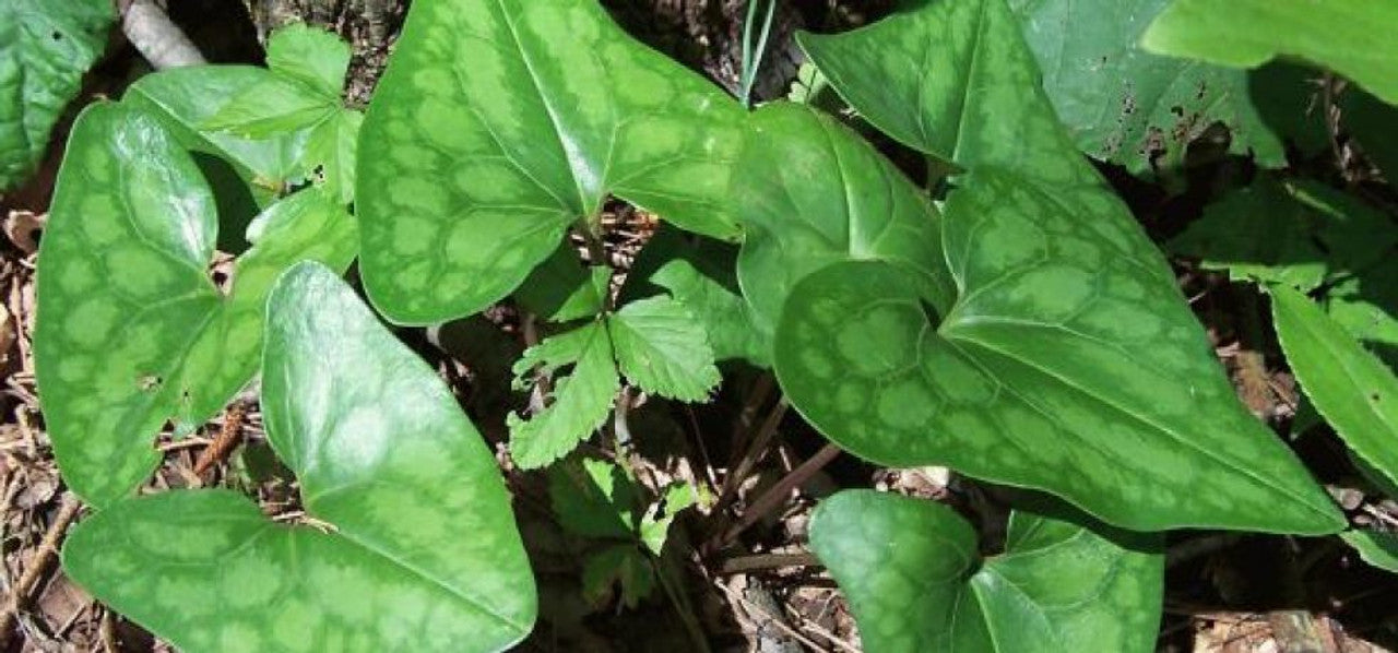 heartleaf ginger