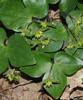 hepatica