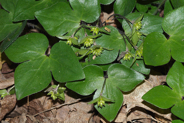 hepatica