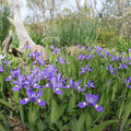 iris cristata