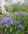 iris cristata