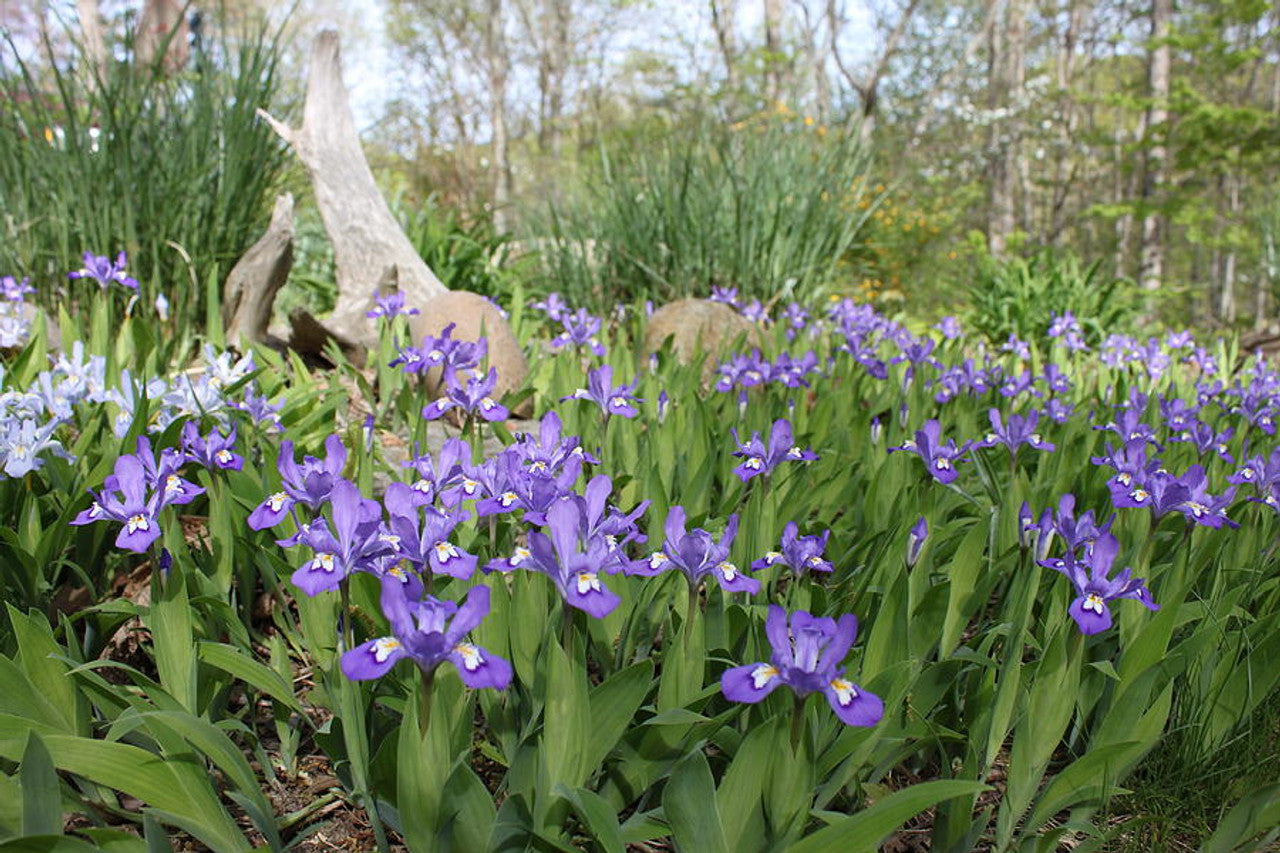iris cristata