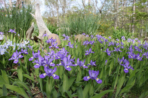 iris cristata