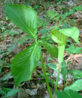 jack in the pulpit
