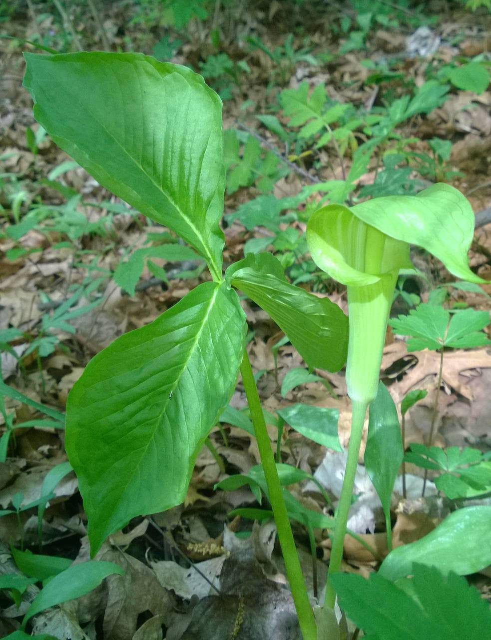 jack in the pulpit