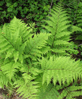 lady fern