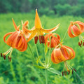 lilium superbum