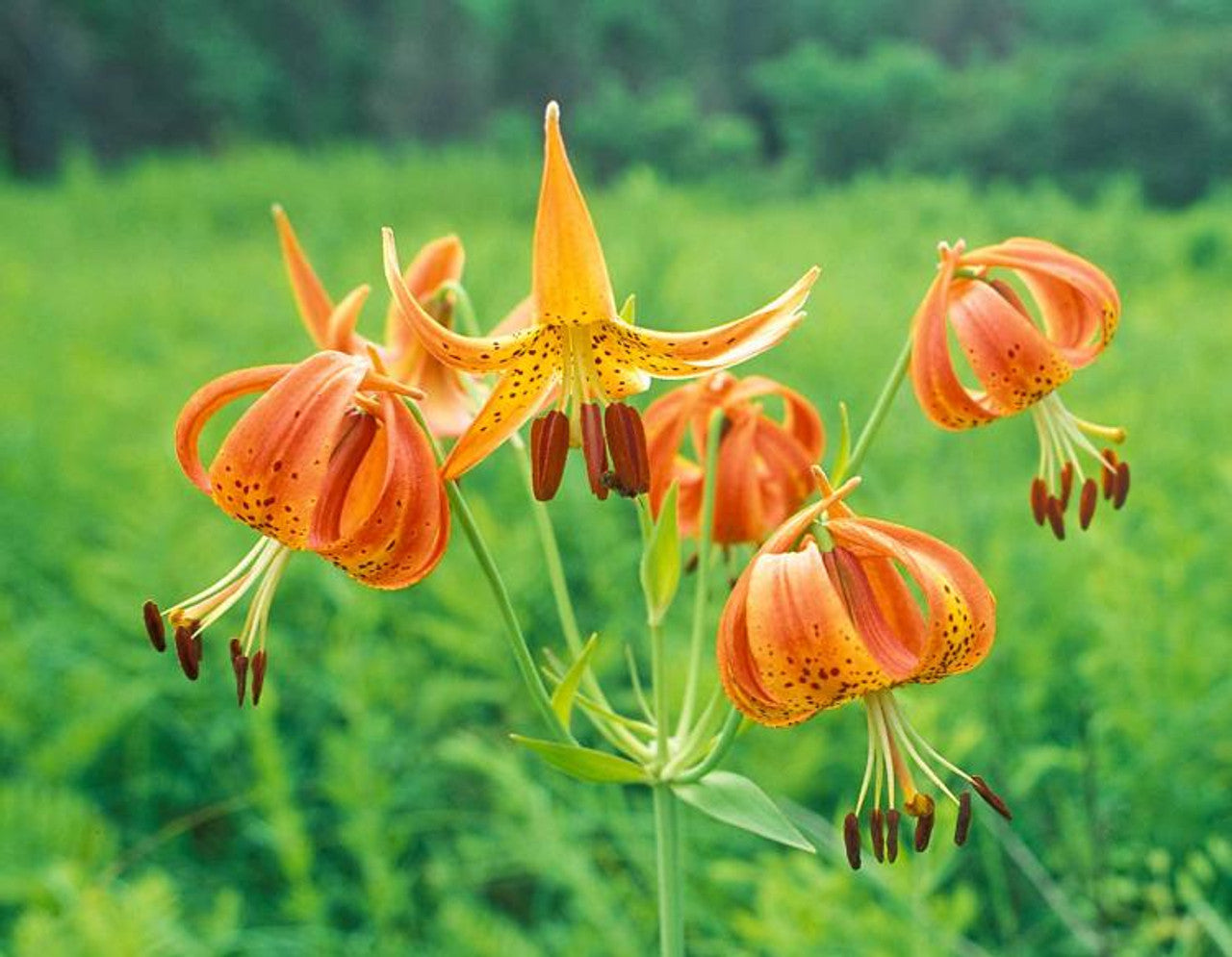 lilium superbum