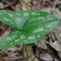 little brown jug ginger
