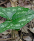 little brown jug ginger