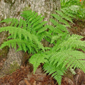 marginal wood fern