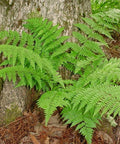 marginal wood fern