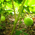 may apple