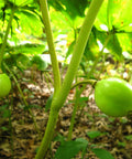 may apple
