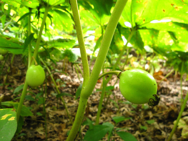 may apple