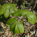 may apple plants
