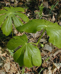may apple plants