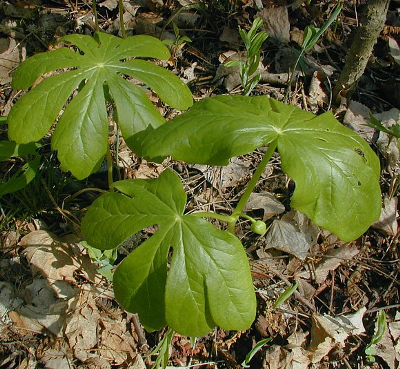 may apple plants