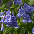 mertensia virginica