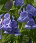mertensia virginica