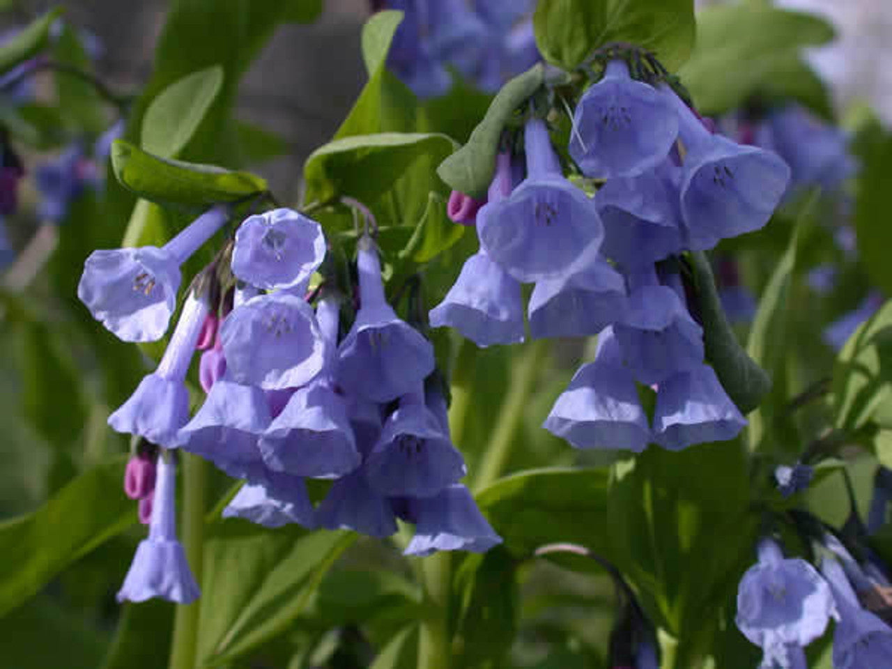 mertensia virginica