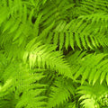 new york ferns