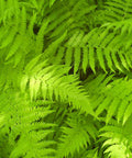 new york ferns