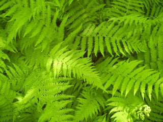 new york ferns