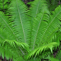 ostrich glade ferns