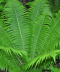 ostrich glade ferns