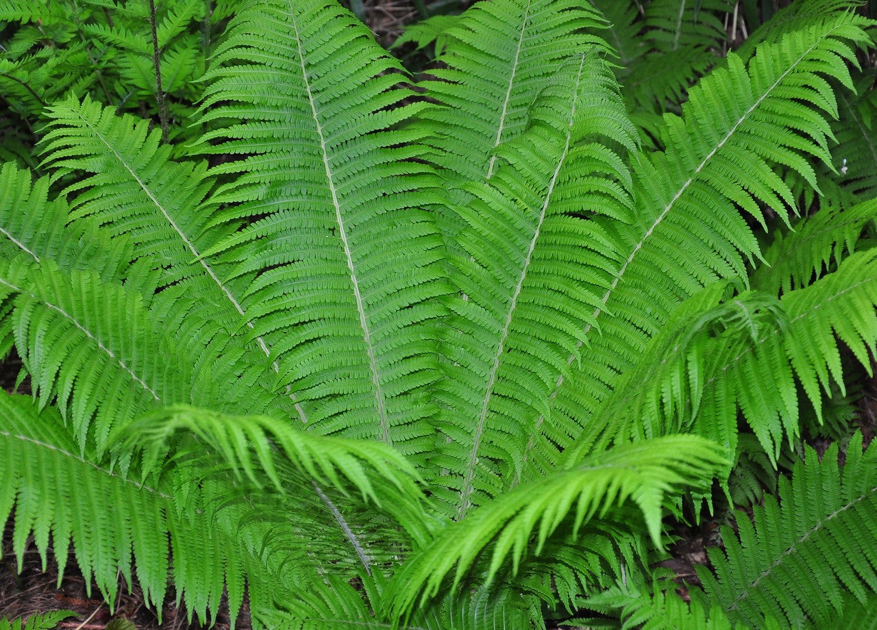 ostrich glade ferns