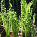 ostrich fern