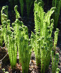 ostrich fern