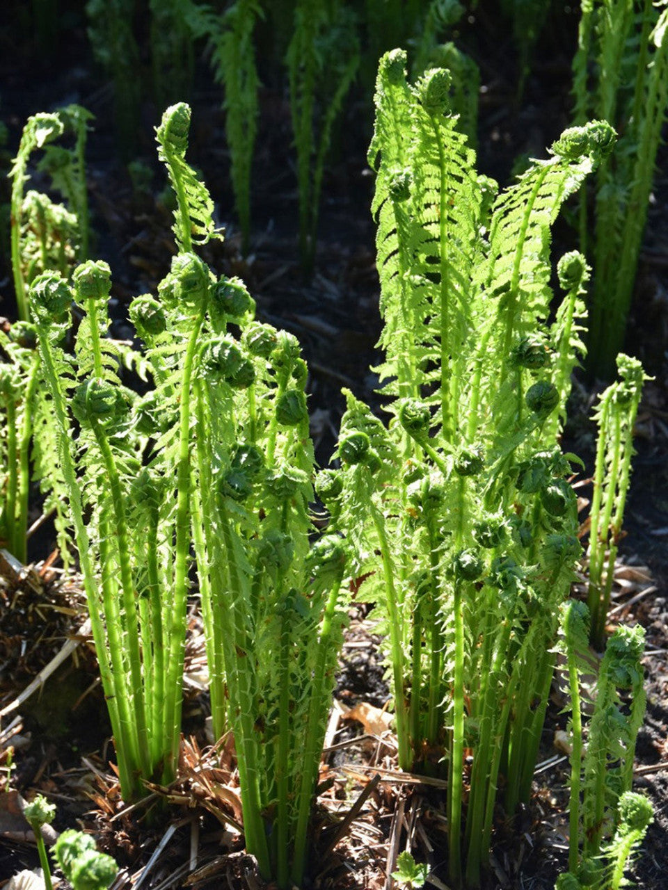 ostrich fern