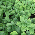 pachysandra