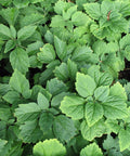 pachysandra
