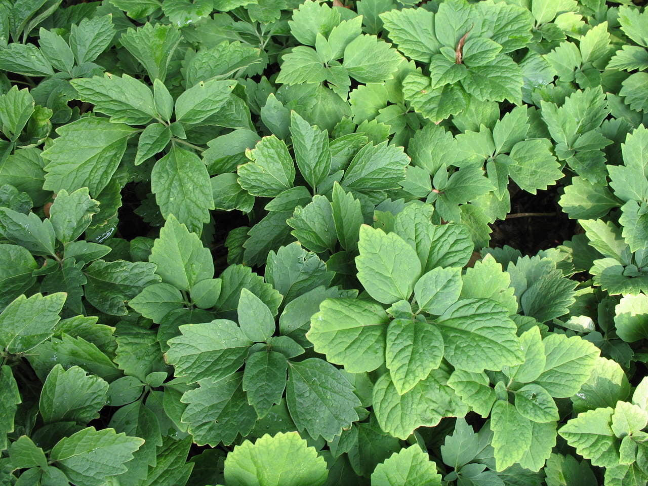 pachysandra