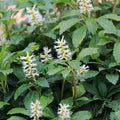 pachysandra procumbens