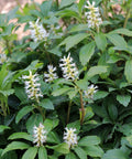 pachysandra procumbens