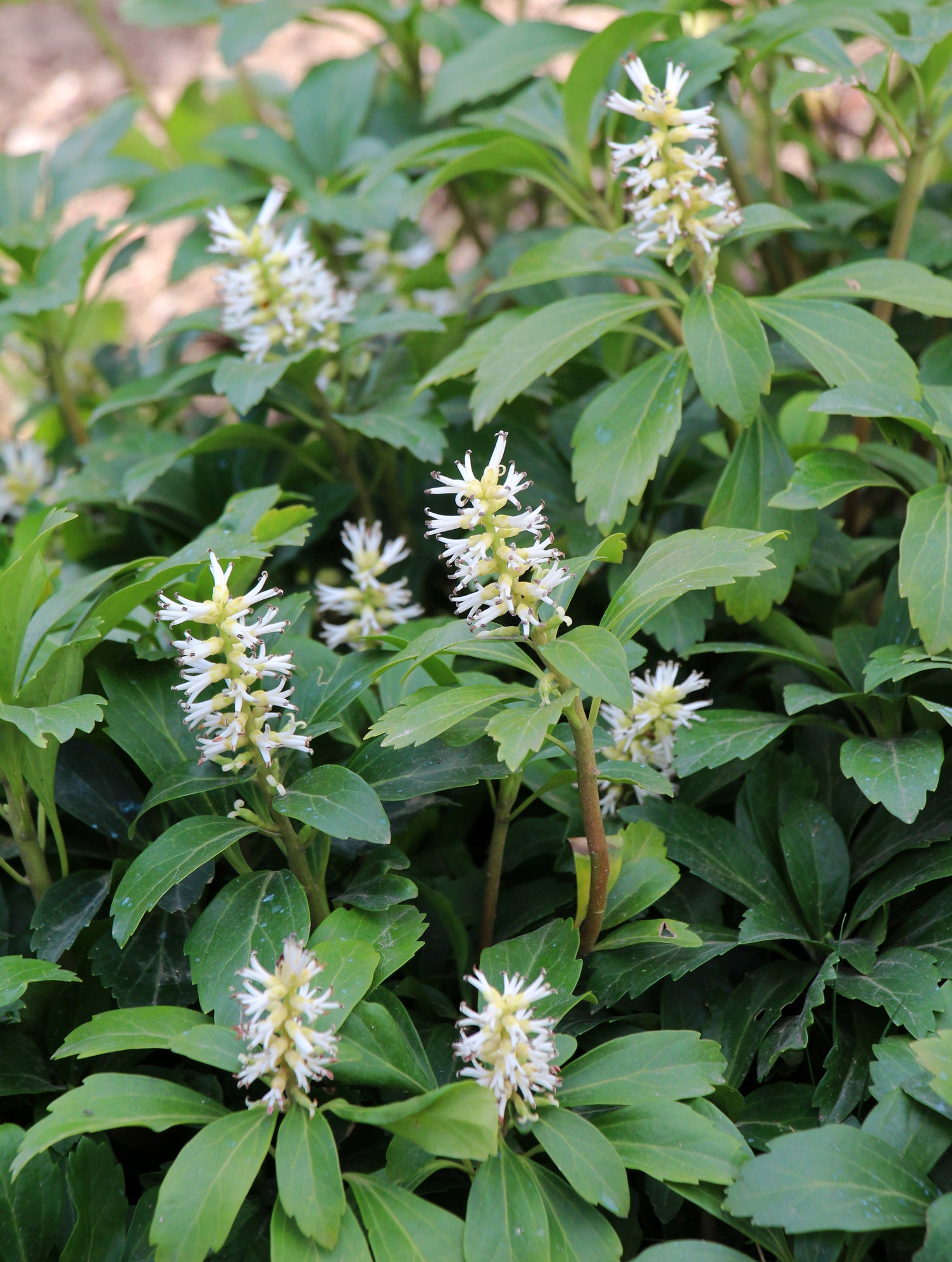 pachysandra procumbens
