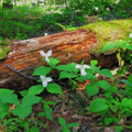 patch of white trilium