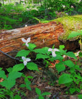 patch of white trilium