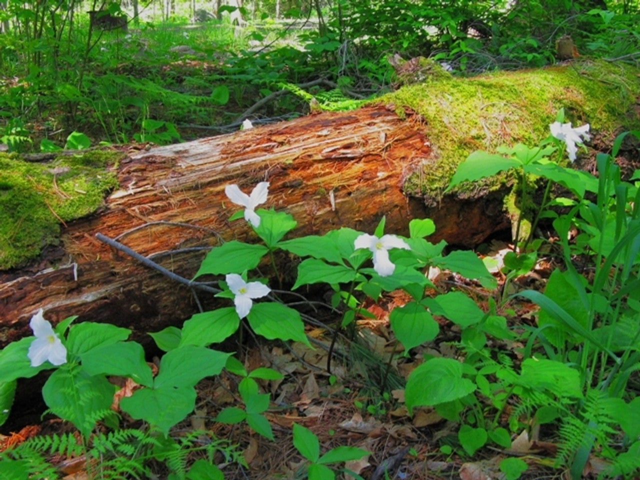 patch of white trilium