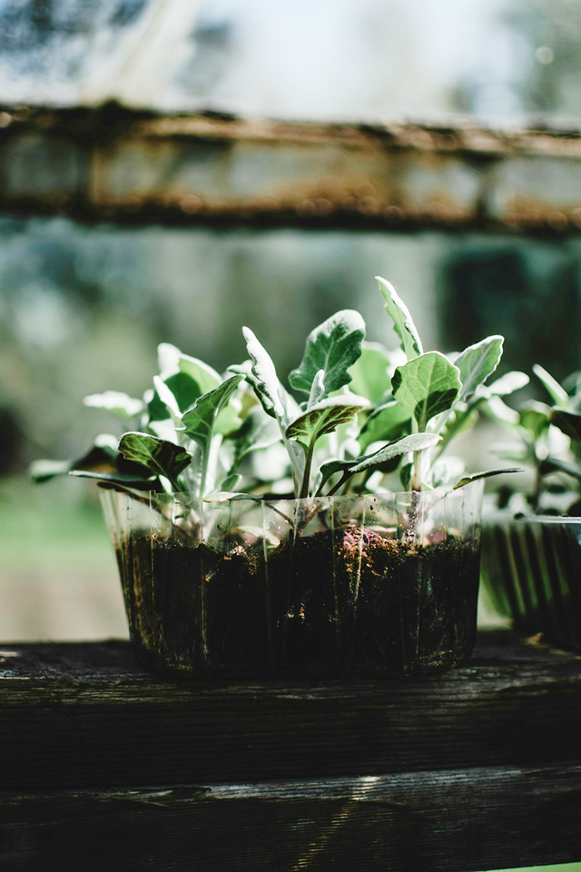 How to Grow Mayapple (Podophyllum peltatum) | Native Plant Guide ...