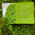 planting carpet moss