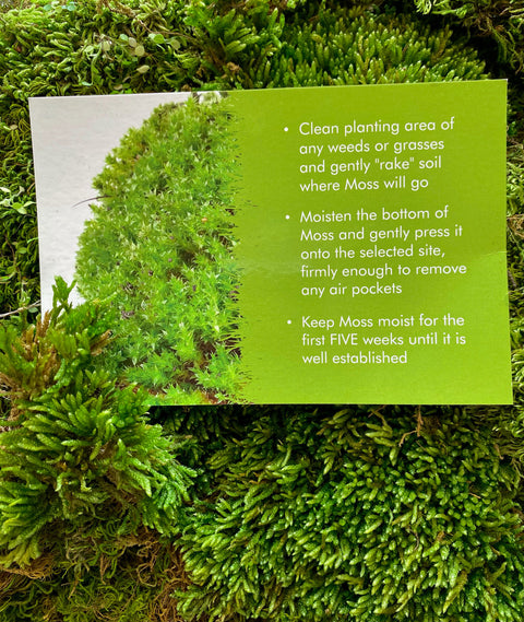 planting carpet moss