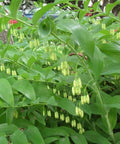 polygonatum biflorum