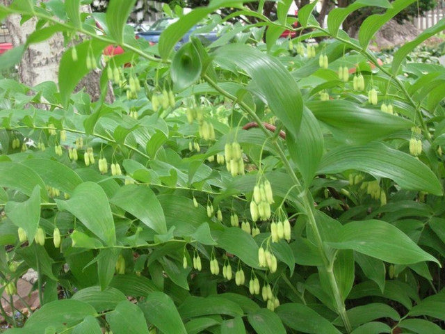 polygonatum biflorum