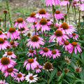 purple cone flower