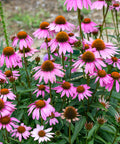 purple cone flower